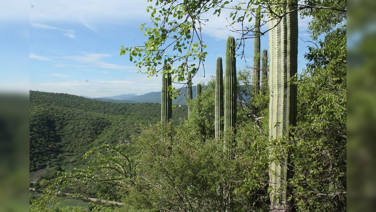 Reforestarán con 2 mil árboles en Huitzilac y El Texcal