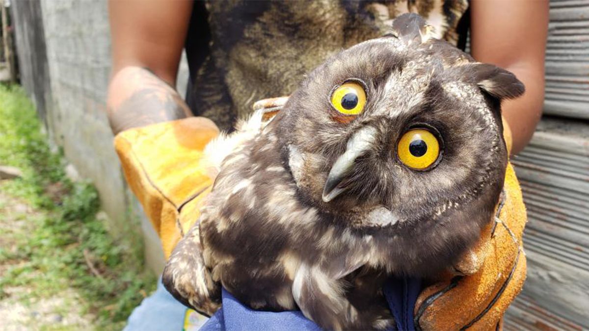 24 Morelos Búho asustado y herido