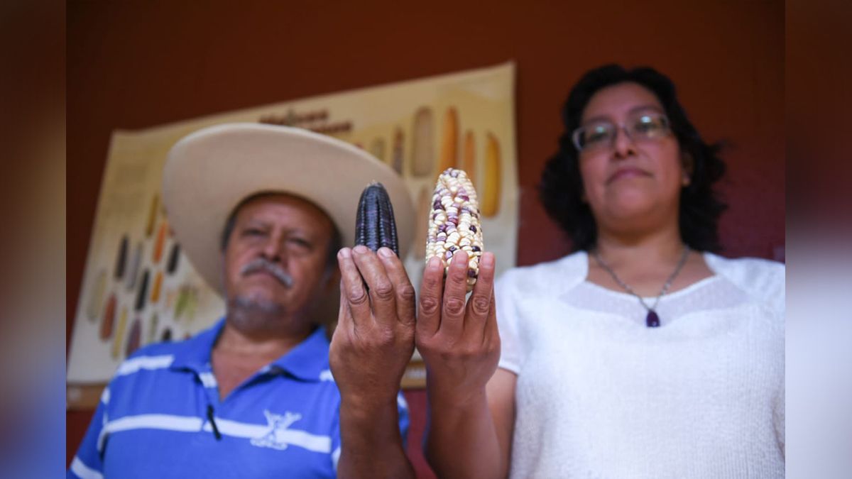 24 Morelos Ejemplos de Maíz criollo