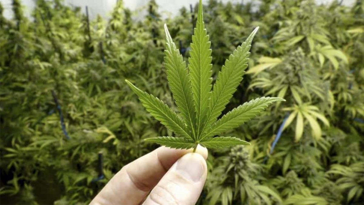 24 Morelos Marihuana