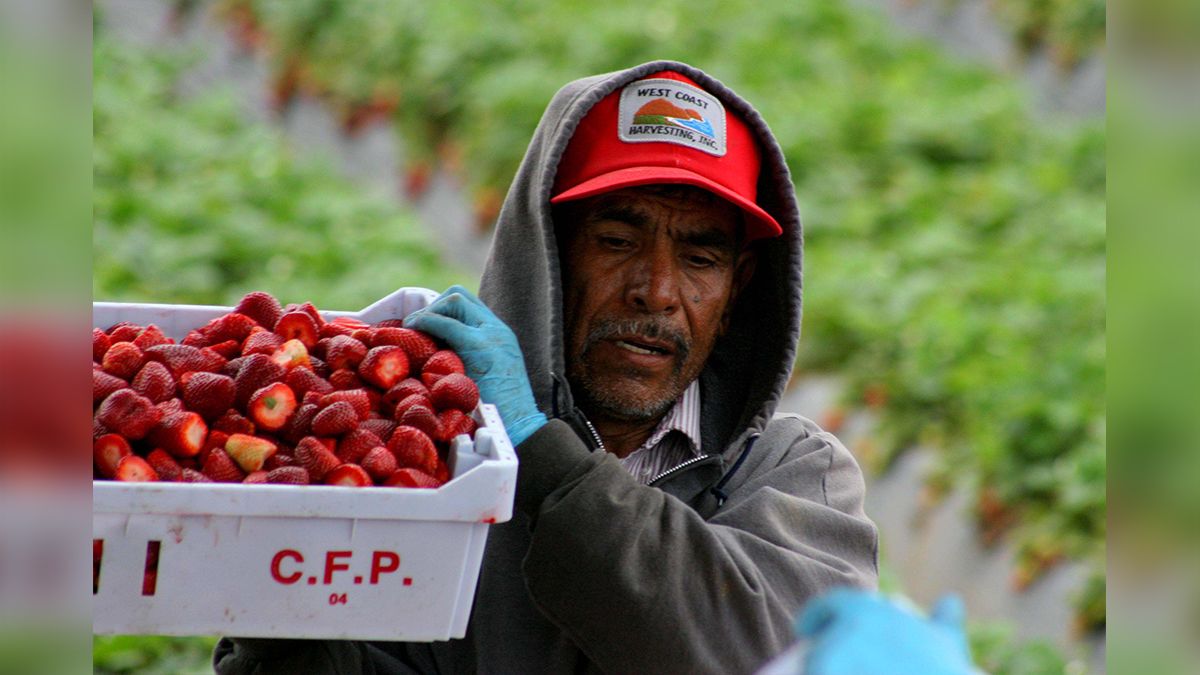 24 Morelos Mexicano trabajando en Estados Unidos