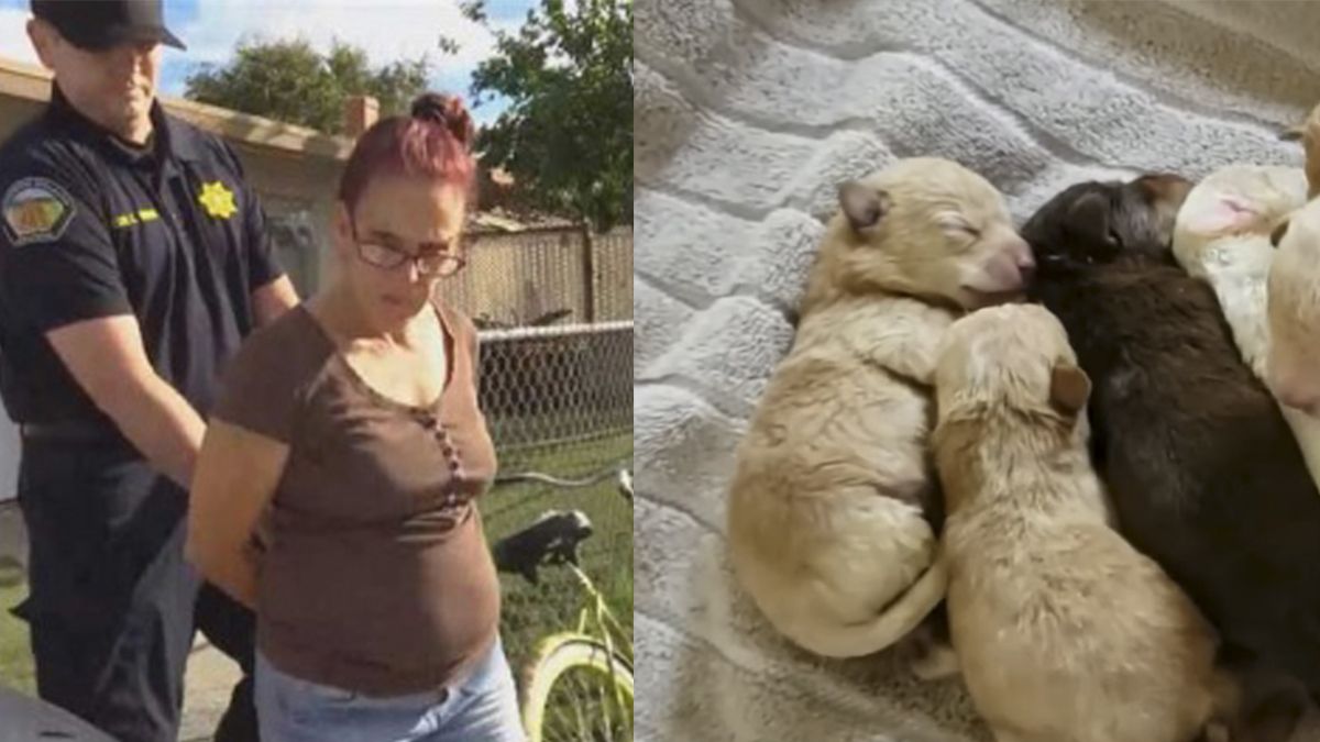 24 Morelos Mujer detenida cachorros rescatados