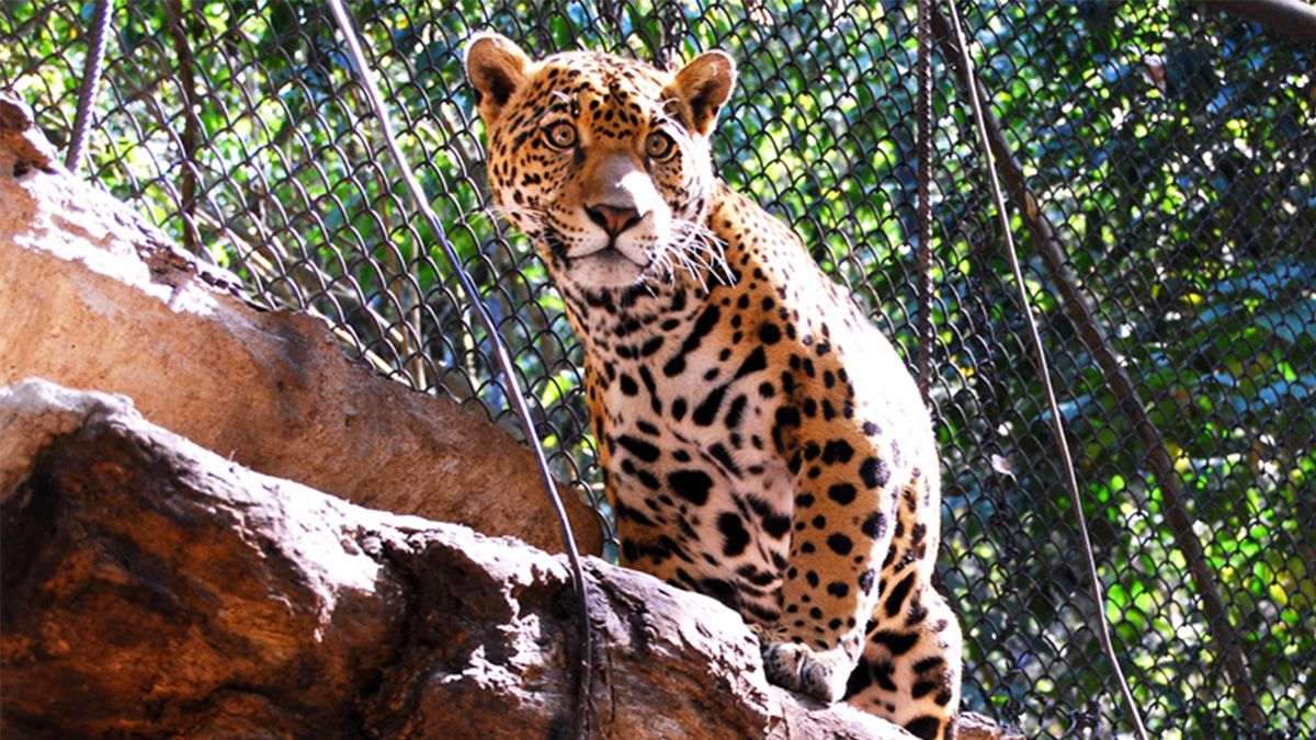 24 Morelos Zoológico