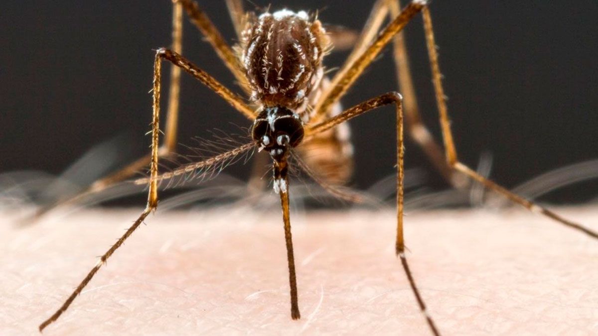 Refuerzan campaña contra el dengue en Morelos