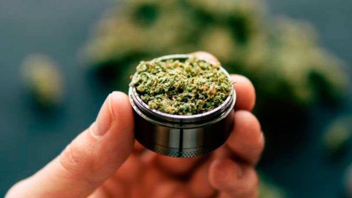 24 Morelos Marihuana