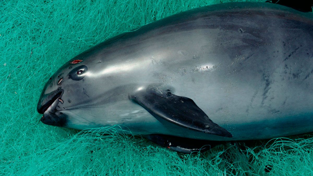Por peligro de extinción, clonarían a vaquita marina