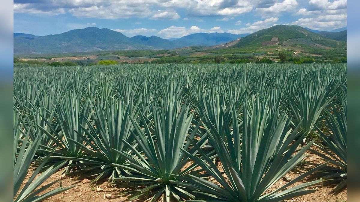 24 Morelos Plantío de agave