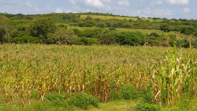24 Morelos Siembra de Maíz