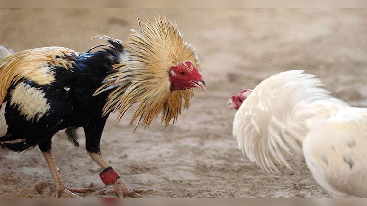 24 Morelos Pelea de Gallos