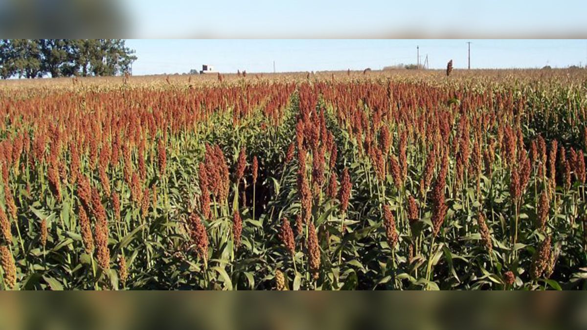 24 Morelos Siembra Sorgo