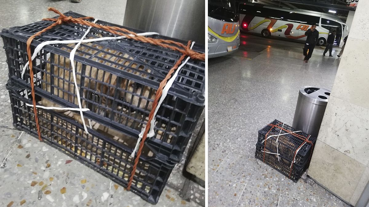 24 Morelos Perro abandonado