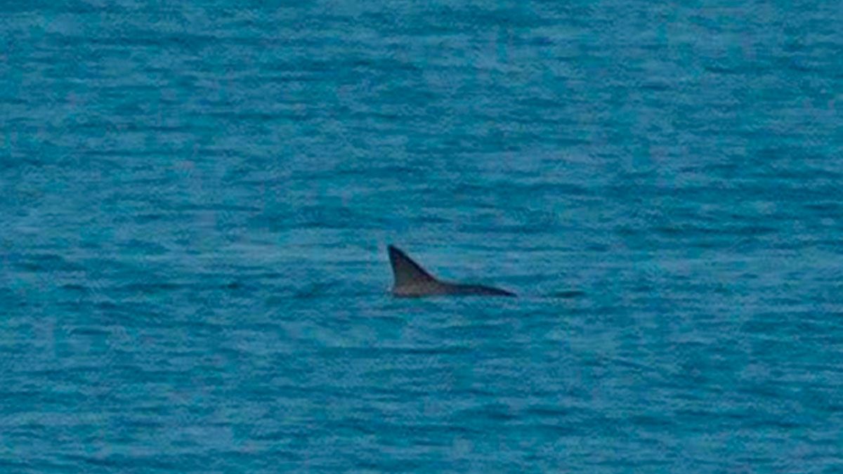Captan a vaquitas marinas en Baja California