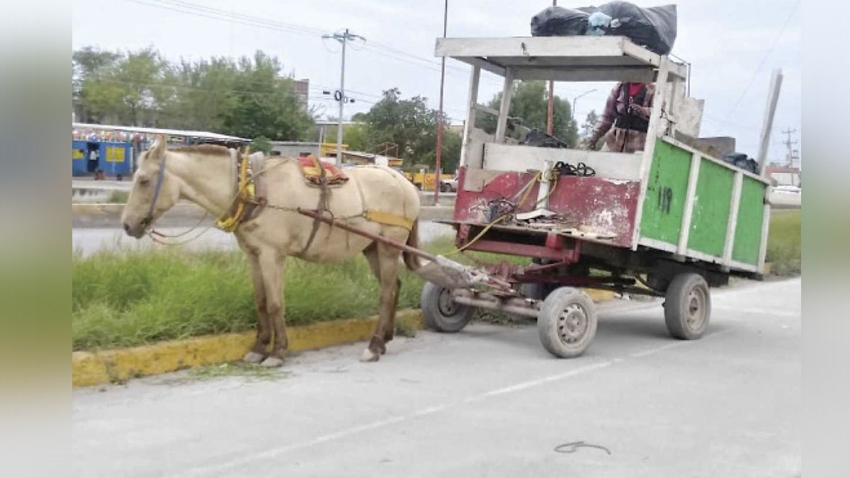 24 Morelos Caballo de carga