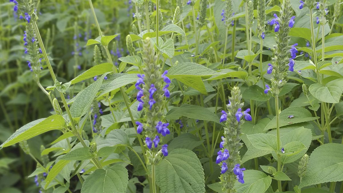 24 Morelos Chía de Morelos