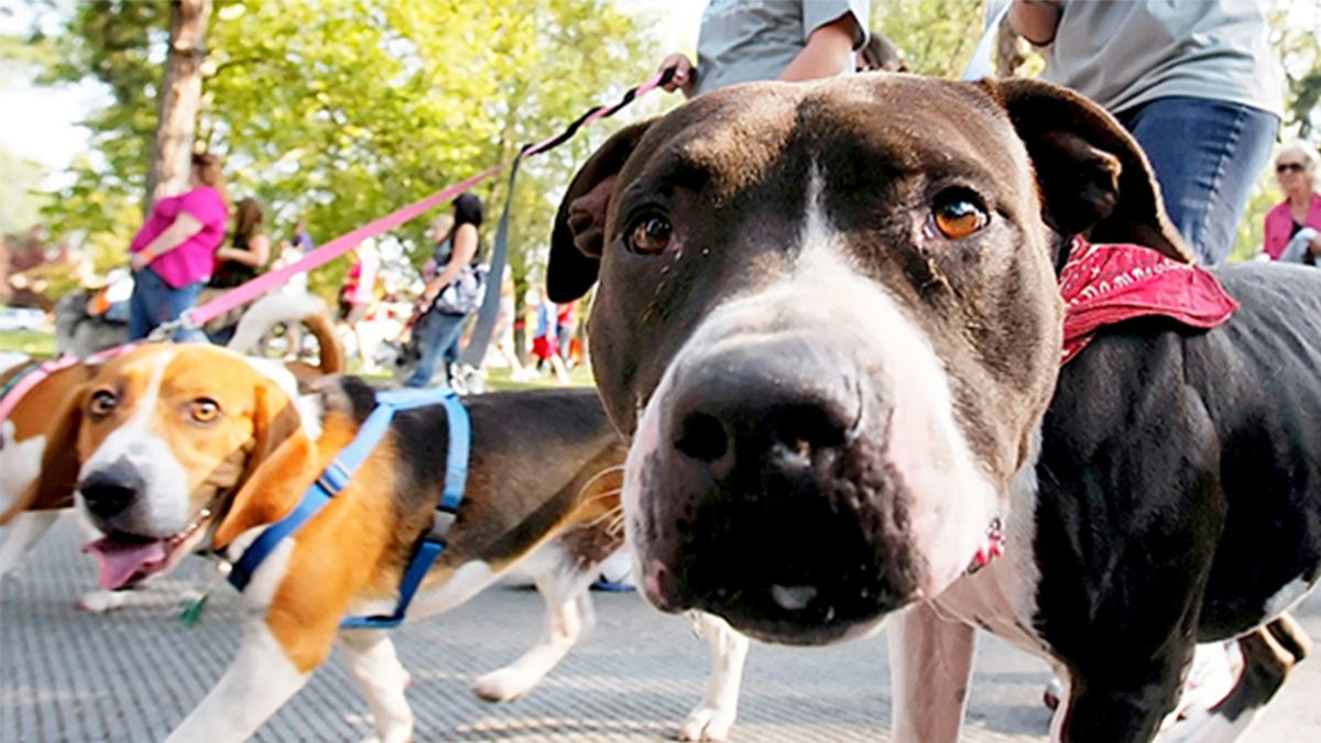 24 Morelos Perros caminando