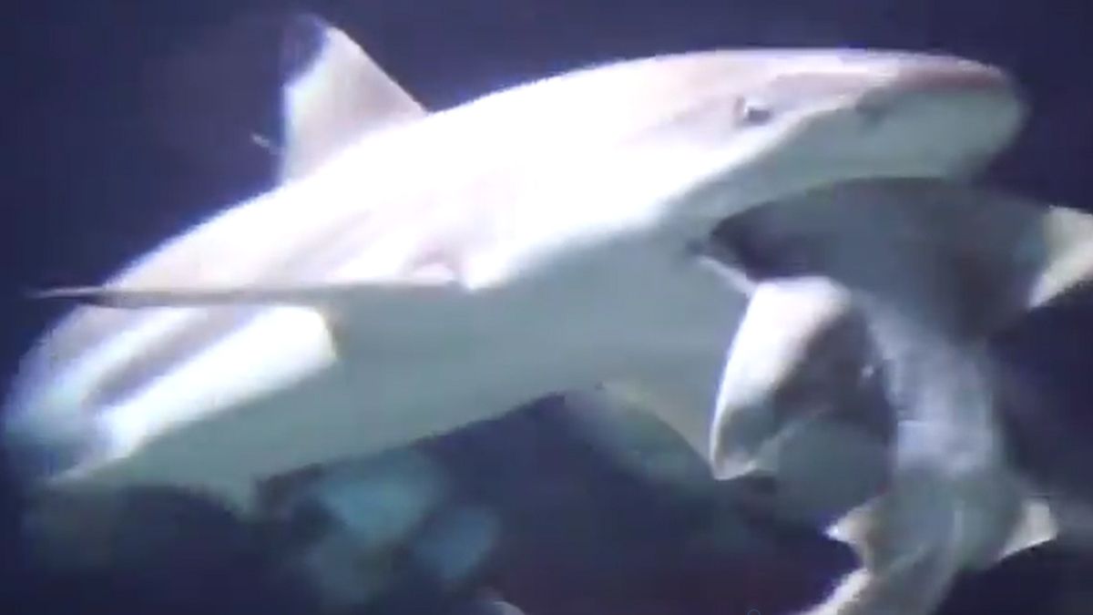 24 Morelos Tiburón se come a su compañero