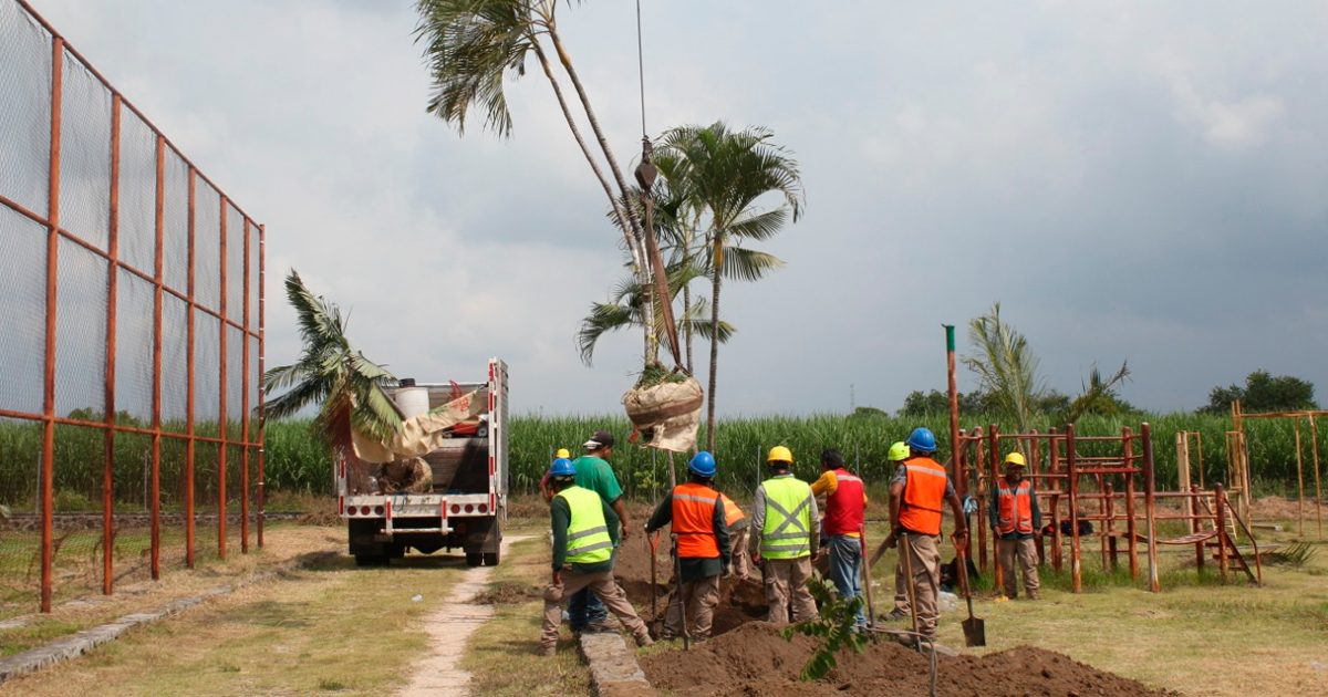 Reubican palmeras en Ayala como parte del programa de embellecimiento
