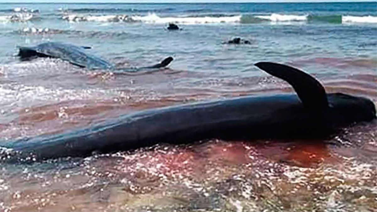 Encuentran ballenas muertas en Indonesia