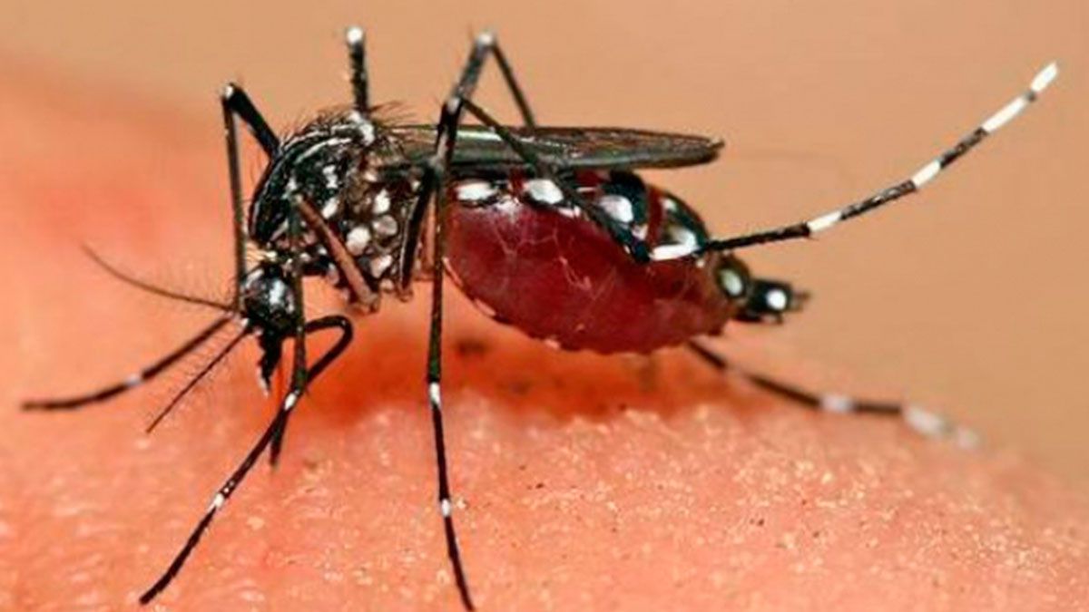 Se elevó dengue más de 200 % en Morelos