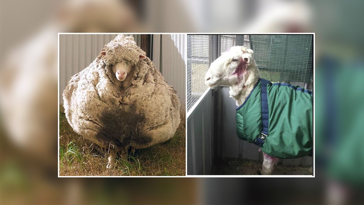 Muere la oveja más lanuda del mundo