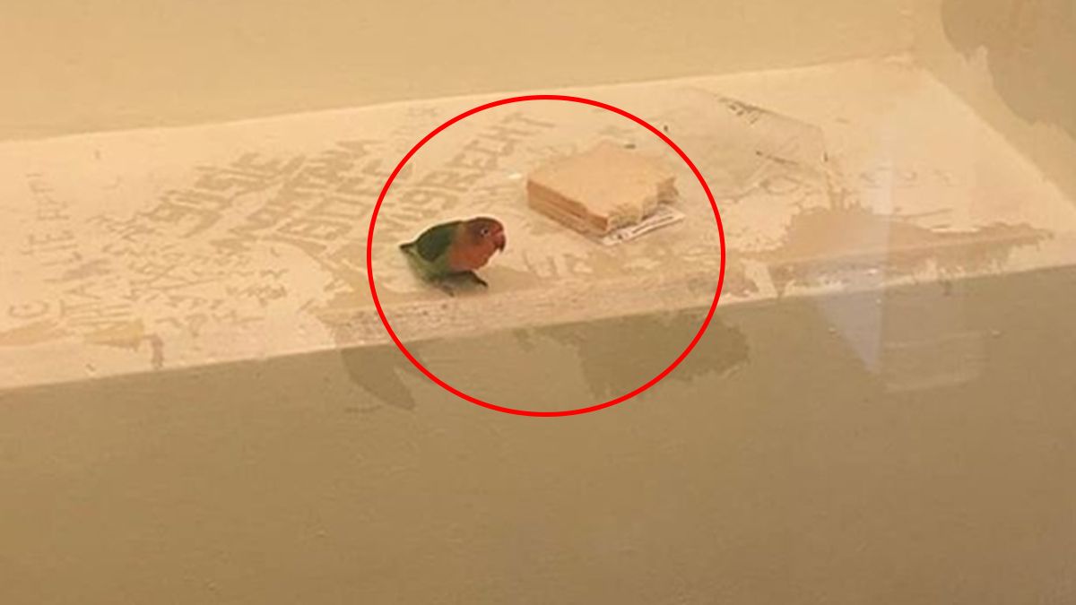 24 Morelos Loro tras las rejas