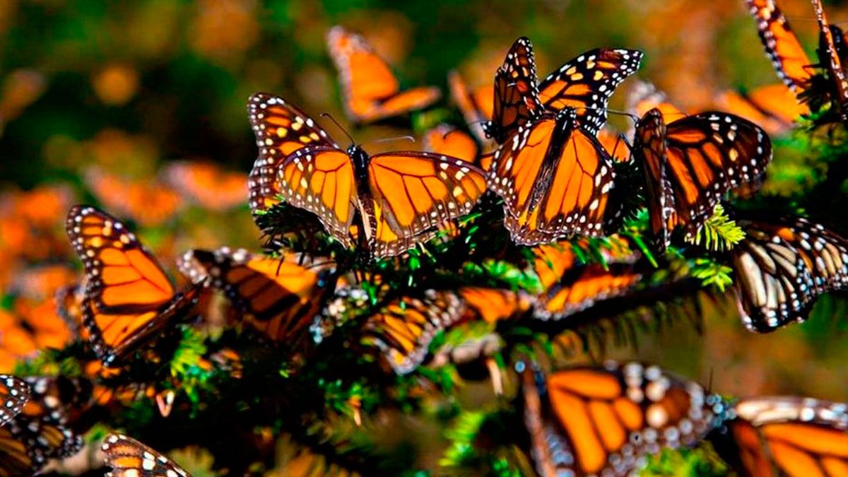 Biósfera de la mariposa Monarca, en riesgo