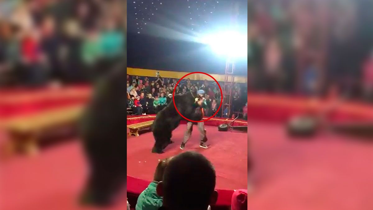 Oso ataca a domador en circo de Rusia