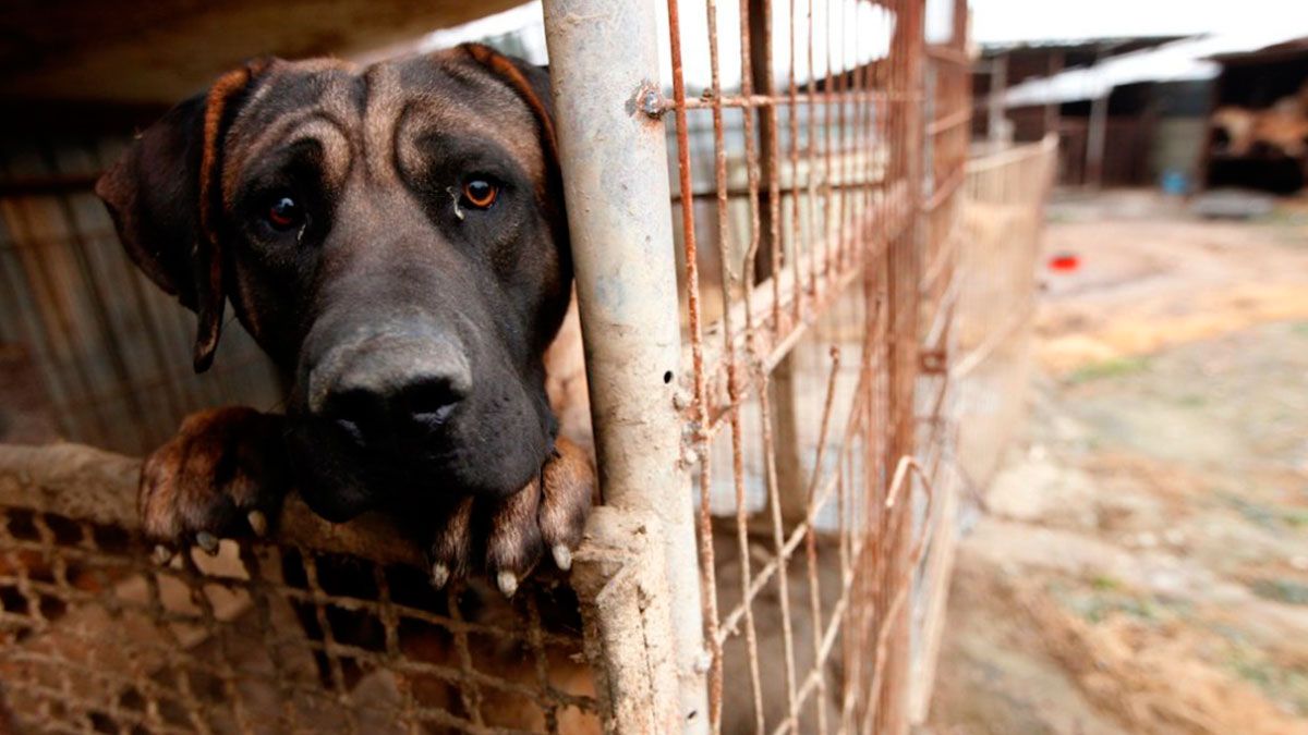 Propone Morena 2 años de prisión por maltrato animal