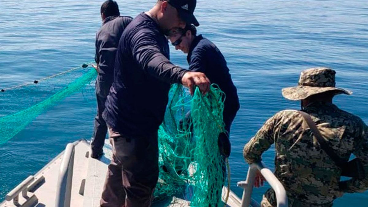 Aseguran hábitat de la vaquita marina en Baja California