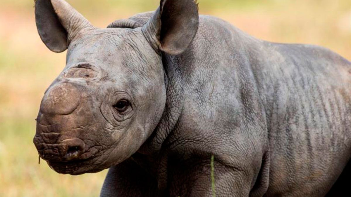 Rinocerontes podrían extinguirse en África para 2022