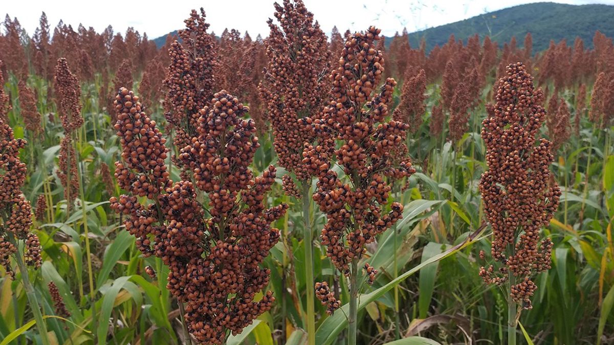 Logran morelenses venta de 10 toneladas de sorgo rojo