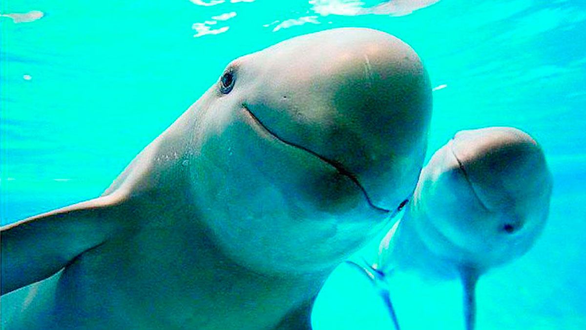 Estaría en riesgo hábitat de la vaquita marina