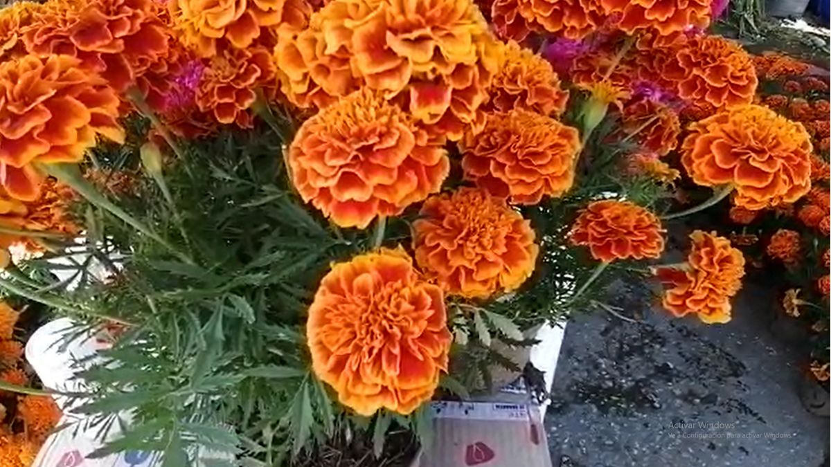 24 Morelos Flores de Cempasúchil