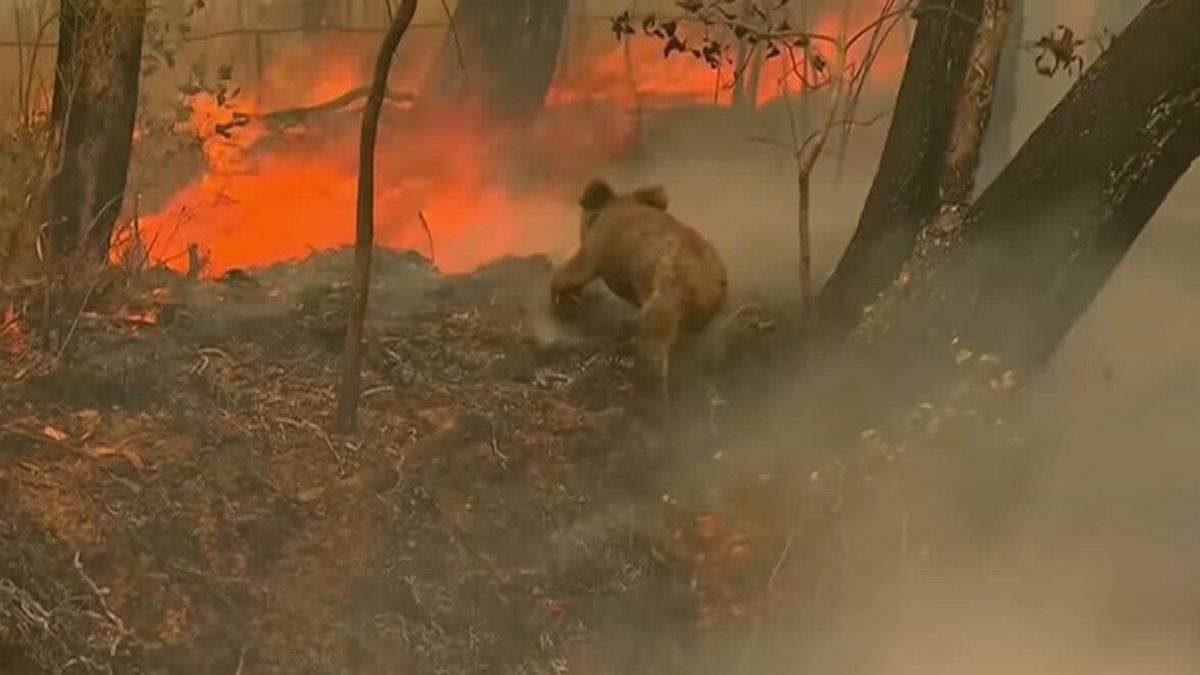24 Morelos Koalas incendios