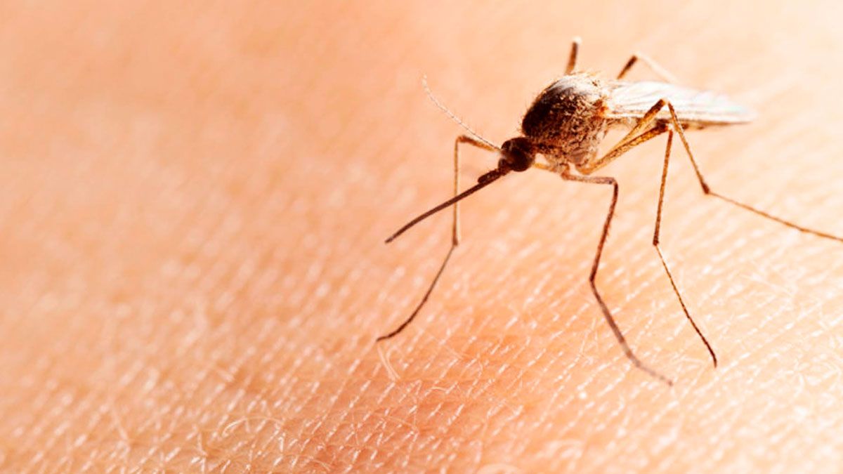 Solicitan a viajeros realizarse prueba para detectar casos de paludismo