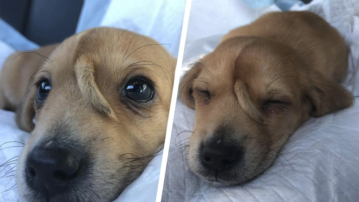 24 Morelos Perro Unicornio