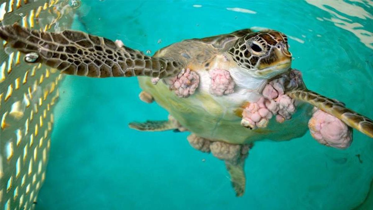 24 Morelos Tortuga enferma