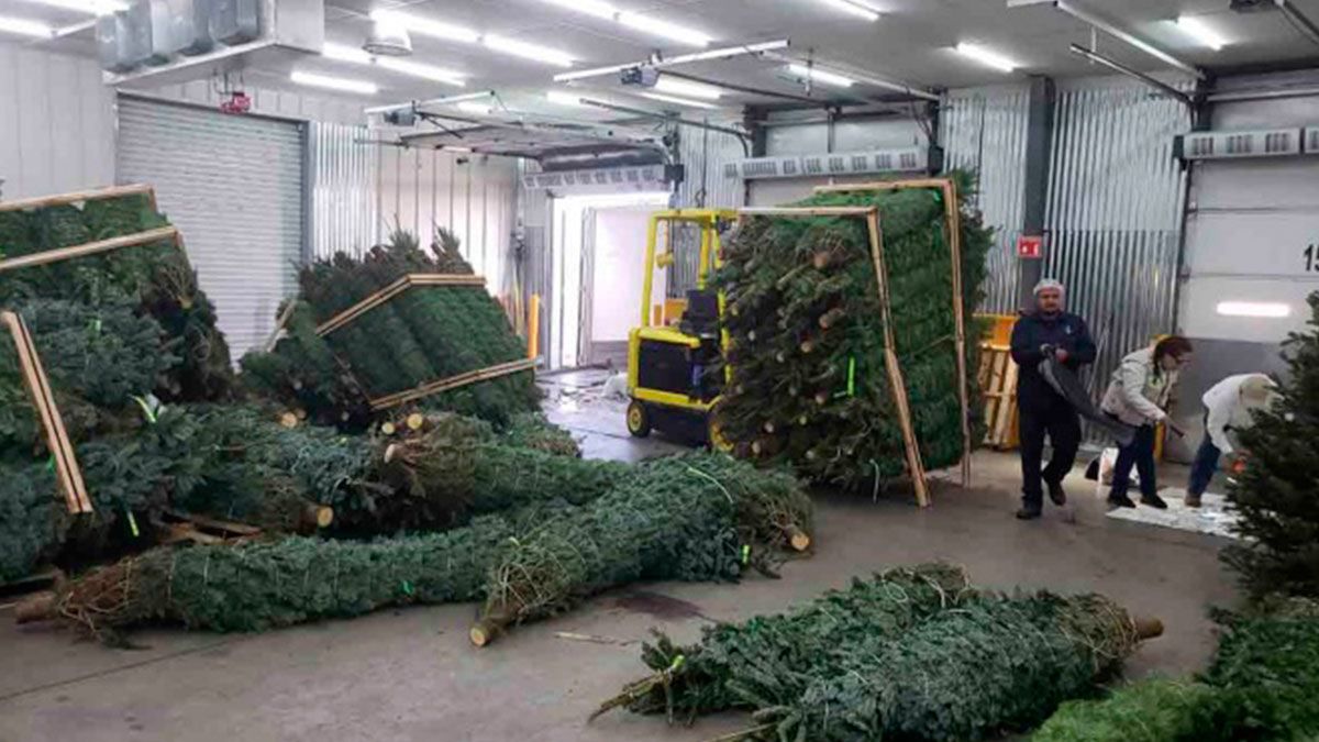 Comienza inspección de árboles de Navidad