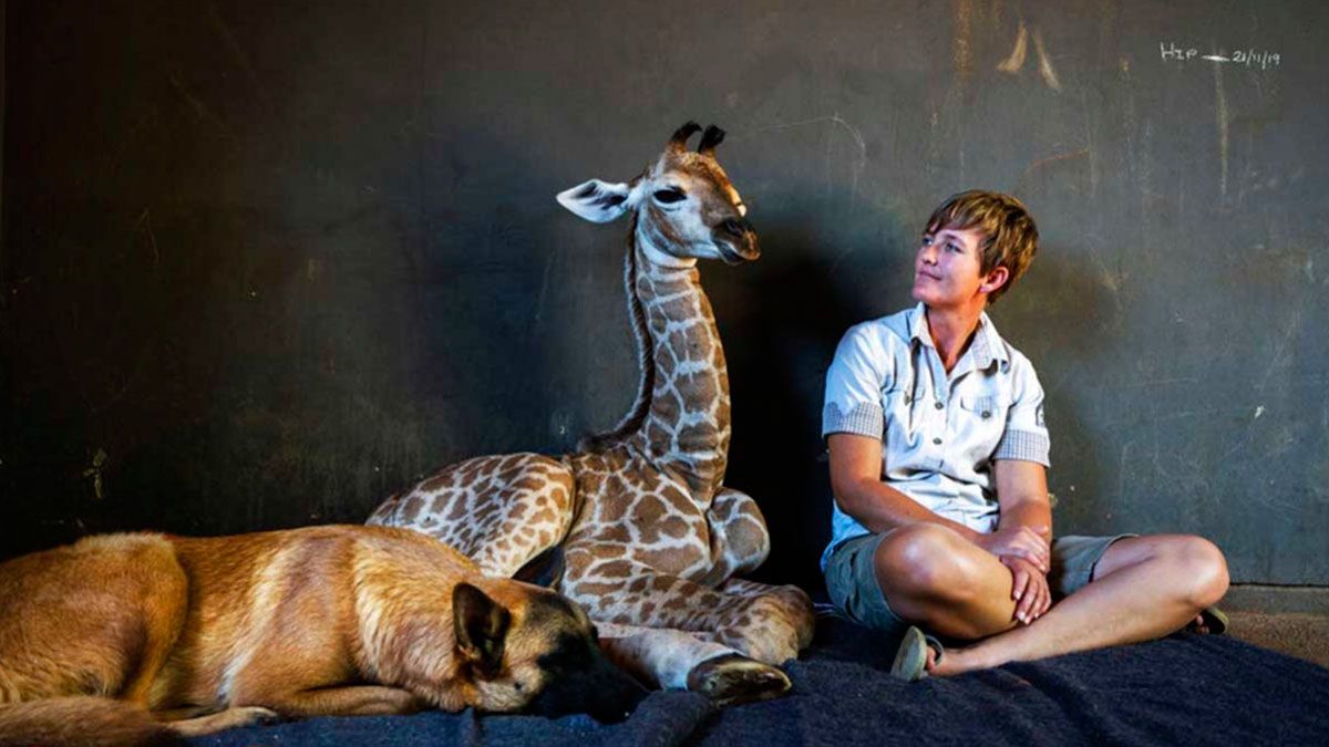 Un perro se vuelve amigo de una jirafa en Estados Unidos