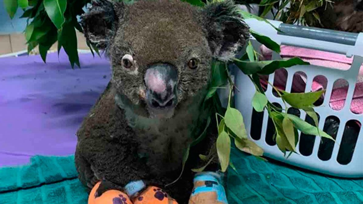 Muere koala rescatado del incendio en Australia