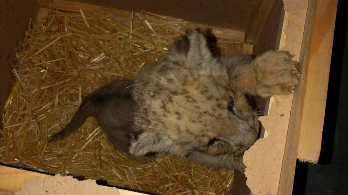 Aseguran a león africano en Tijuana