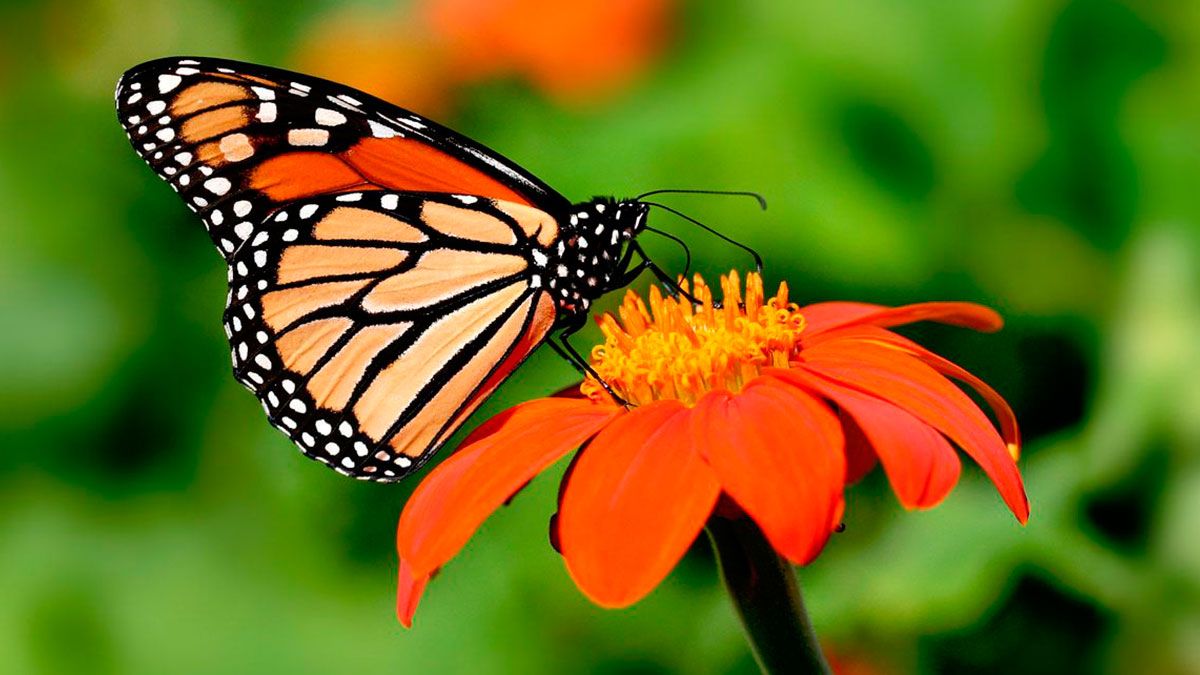 Arriban mariposas Monarca a Michoacán y Edomex