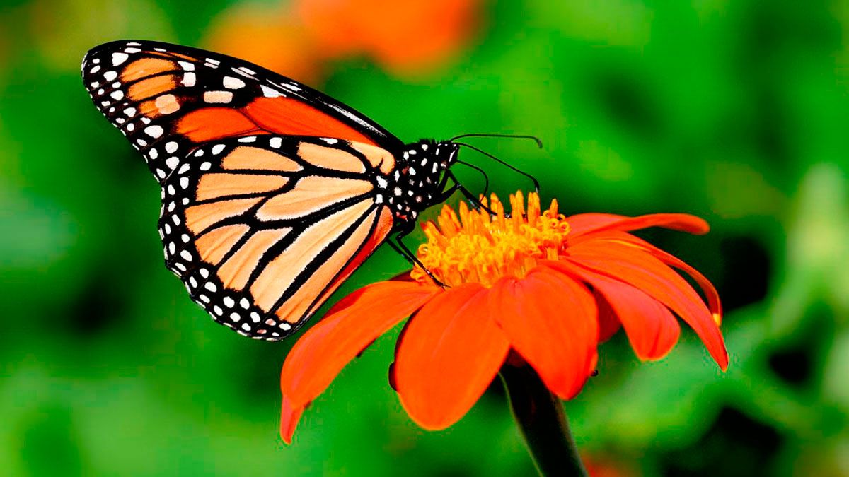 Mariposa Monarca, en peligro de extinción