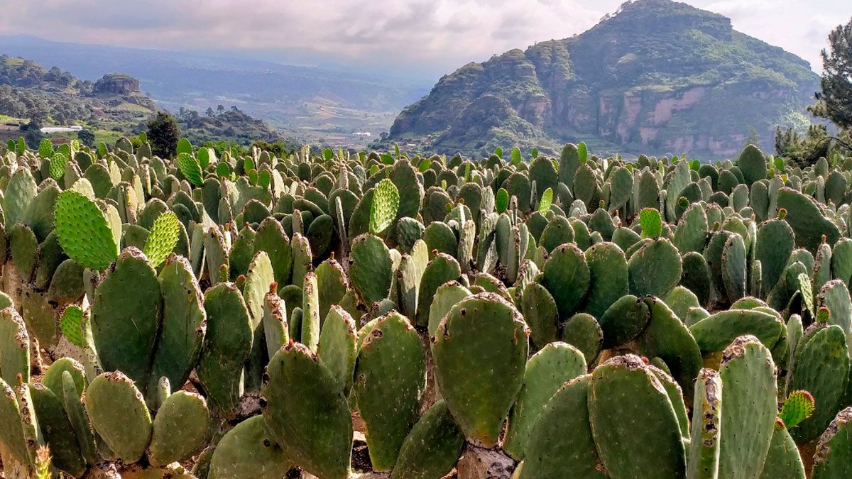 Destaca Morelos en producción y abasto de nopal