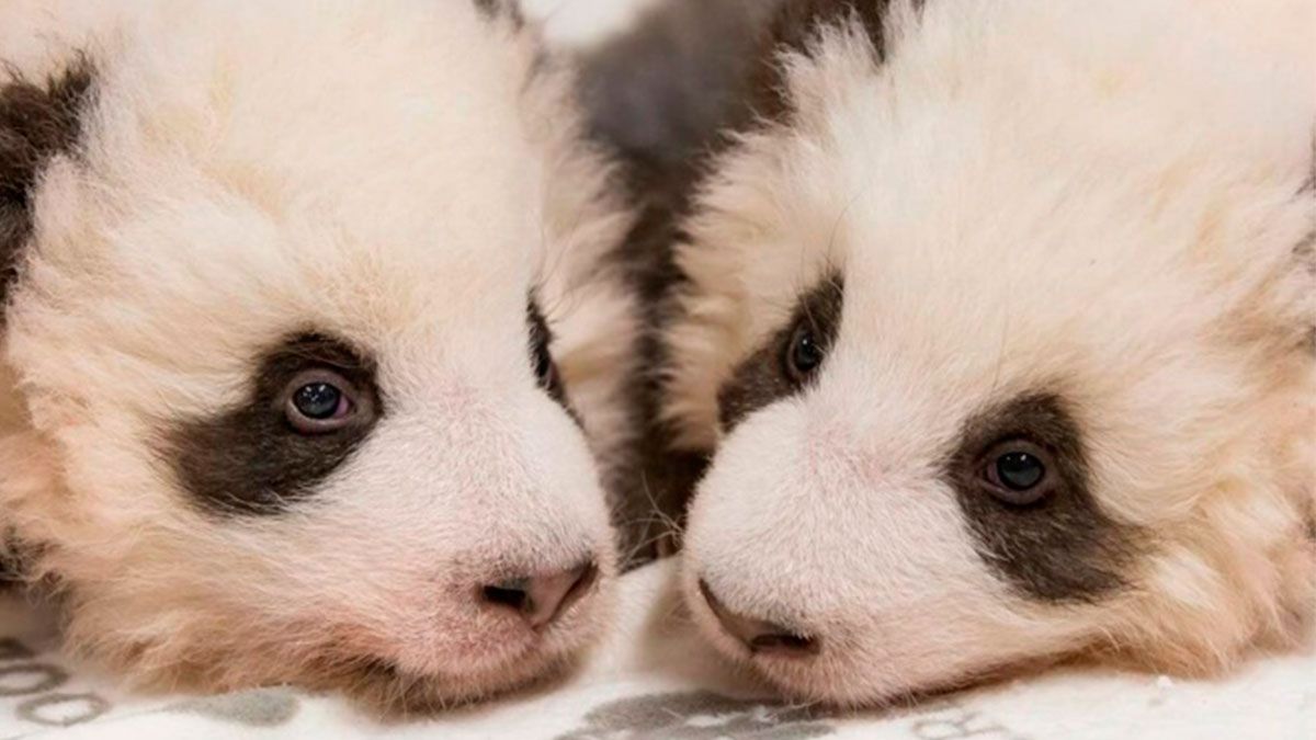 Zoológico de Berlín presenta a sus pandas gemelos