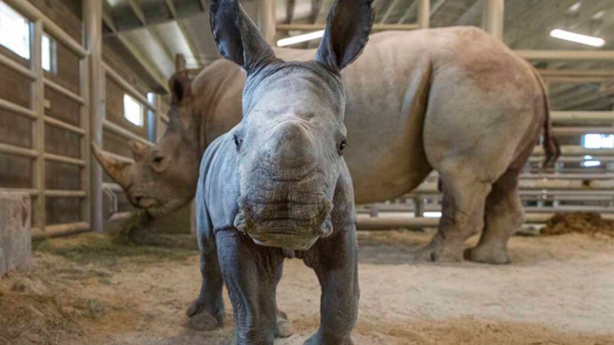Nace rinoceronte blanco en Estados Unidos