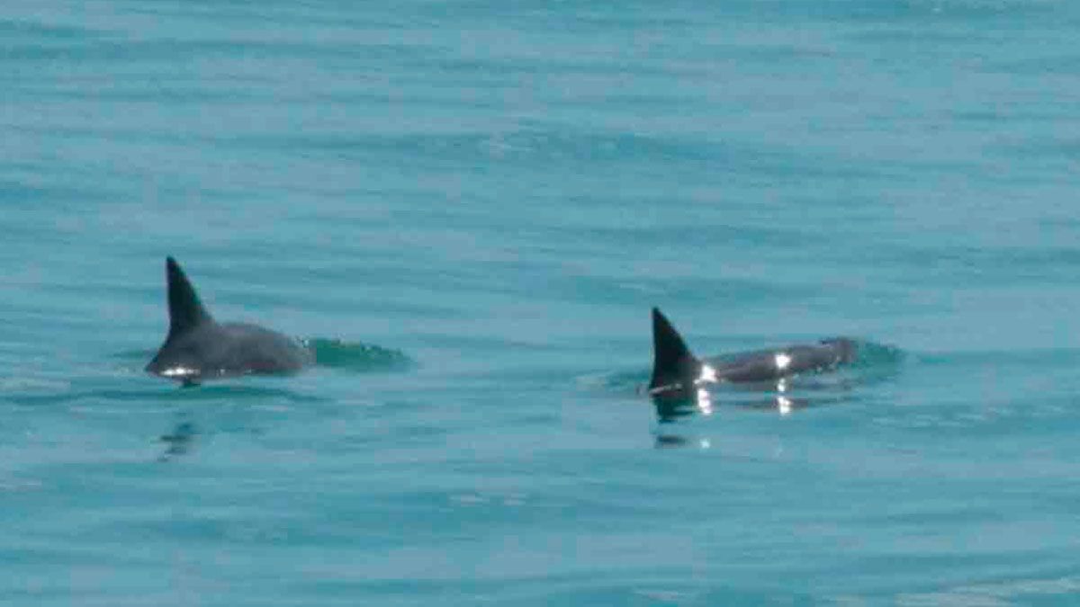 Captan a 6 vaquitas marinas en California
