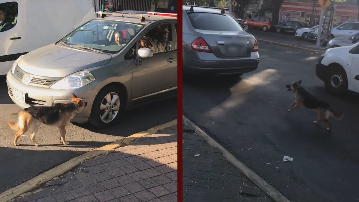 24 Morelos Perro abandonado