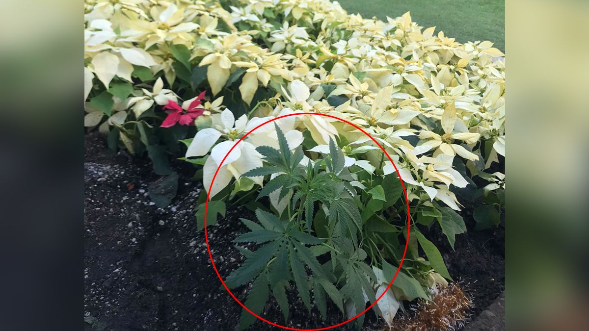 24 Morelos Planta de Marihuana en CDMX