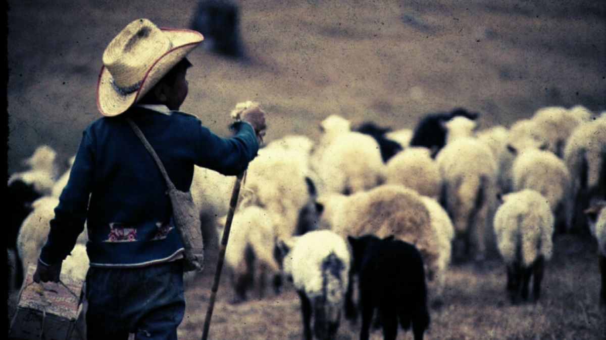 24 Morelos Niños pastoreando chivos